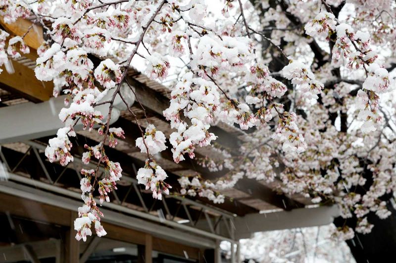 anh đào trong tuyết